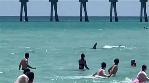 Con drones aumentan la vigilancia de tiburones en Long Island, Nueva York, luego de que 5 personas fueran mordidas en 2 días